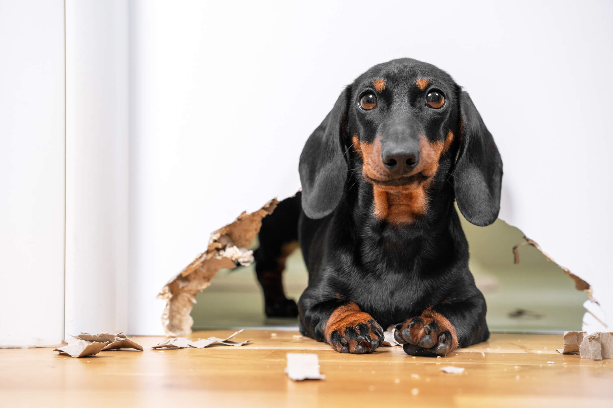 Dog chews hole through wall in Riviera Beach, FL property